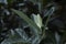 Fresh sapling leaf dark moody photo. Tropical garden minimalist abstraction. Summer foliage toned photography