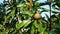 fresh sapodilla fruit on th tree