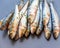 Fresh Sardine Fish Piled up in a Grey Background