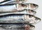 Fresh Sardines, sardina sp. against white Background