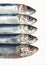 Fresh Sardines, sardina sp. against white Background