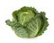 Fresh savoy cabbage