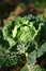 Fresh savoy cabbage