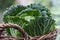 Fresh savoy cabbage in the Basket on daylight outside