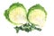 Fresh savoy cabbage halves