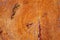 Fresh sawed wood in a close up view. Detailed texture of annual rings in a wooden surface