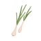 Fresh scallions with spring onion bulbs. Green feathers of sibies. Raw vegetable composition. Flat vector illustration