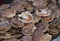 Fresh Scallops on a seafood market at Dieppe France