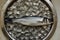 Fresh sea bass fish on ice on a metallic bowl table top view