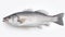 A fresh sea bass fish isolated on white background. Sea bass fish. Generative Ai