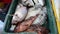 Fresh sea fish on ice for sale on market. Seafood. Fishmonger selling fish and seafood. Fishmonger sold fresh fish. Display of: Gi