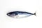 Fresh sea sardine on white background, sea food cooking top view photo. Single mackerel or sardine isolated