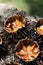 Fresh sea urchins, ricci di mare, on a rock, close up. A typical dish of Salento, Puglia, is eaten raw with bread, seafood