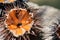 Fresh sea urchins, ricci di mare, on a rock, close up. A typical dish of Salento, Puglia, is eaten raw with bread, seafood