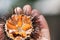 Fresh sea urchins, ricci di mare, on a rock, close up. A typical dish of Salento, Puglia, is eaten raw with bread, seafood