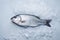 Fresh Seabass or Seabream with ice on metal background.