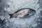 Fresh Seabass or Seabream with ice on metal background.