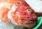 Fresh seafood - close view of red scorpionfish (Scorpaena scrofa) at Spanish seafood market