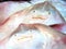 Fresh seafood - close view of small stingrays at seafood market