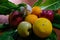 Fresh seasonal multicolored fruit composition of farming healthy product