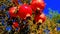 Fresh, seasonal, organic produce. Close-up of pomegranate on tree
