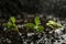 Fresh seedlings in fertile soil under rain