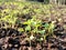 Fresh seedlings in a nursery