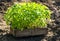 Fresh seedlings of tomatoes before planting on the garden bed