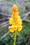 Fresh Senna alata flower in nature garden