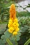 Fresh senna alata flower in nature garden