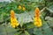Fresh Senna alata flower in nature garden