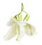 Fresh sesbania grandiflora on white background