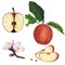 A fresh set of apples in a whole form and in a section, and a sprig of a flowering apple tree. Watercolor illustration.