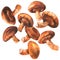Fresh shiitake mushrooms set isolated, close up, organic food concept, hand drawn watercolor illustration on white