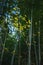 Fresh shiny leaves on dark sparking green bamboo forest background