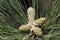 A fresh shoot on a twig of a black pine