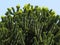 Fresh shoots of araucaria