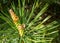 Fresh shoots of a pine