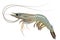 Fresh shrimp or prawn on white background vector