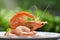 Fresh shrimps served on plate - boiled peeled shrimp prawns cooked with green background in the seafood restaurant