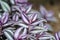 Fresh silver inch leaf plant  tradescantia zebrinahort  in garden background