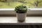 Fresh, simple houseplant, green leaves in the pot on windowsill.