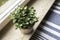 Fresh, simple houseplant, green leaves in the pot on windowsill.