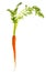 Fresh single carrot isolated on white