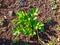 Fresh small celery plant in the field