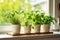 A fresh small culinary herb garden on a sunny windowsill in the kitchen. Generative AI