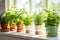 A fresh small culinary herb garden on a sunny windowsill in the kitchen. Generative AI