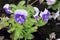 Fresh small violets on flowerbed in summer garden