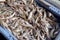 The fresh smelts lie in a plastic box in the market