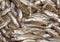 Fresh Smelts, osmerus eperlanus against White Background